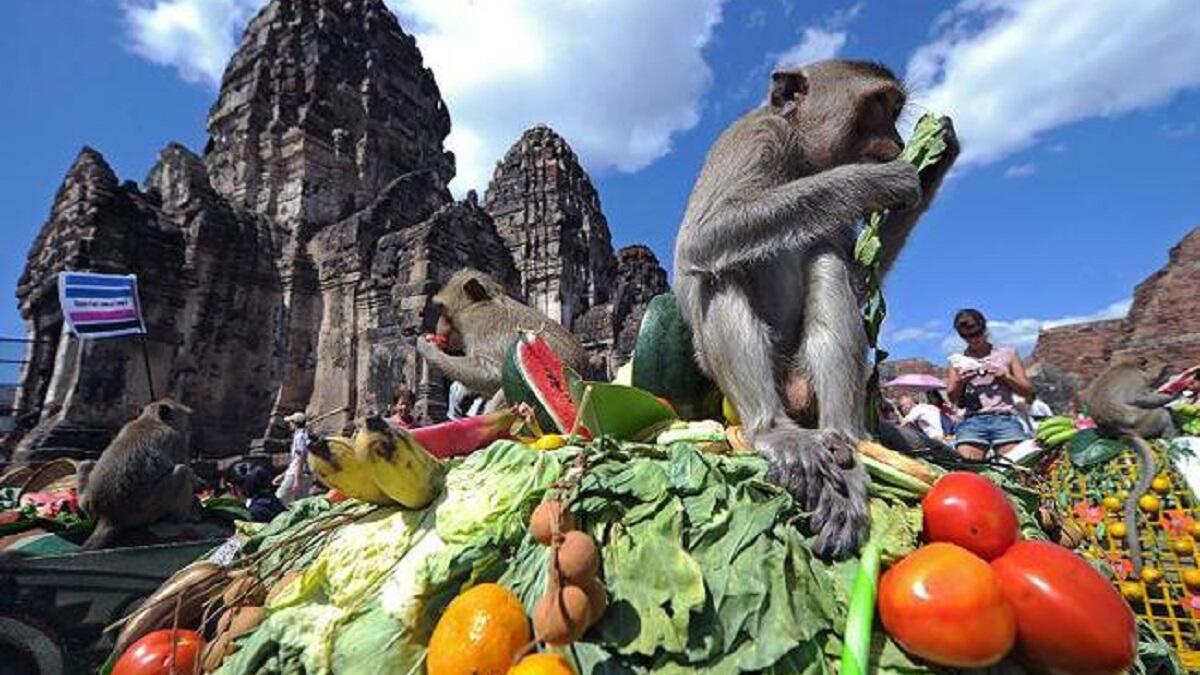 مهرجان بوفيه القردة في تايلاند حيث تقام مأدبة كبيرة، وتوضع فيها كل ما تشتهي القردة مِن طعام وفواكة وتسالي.ويُقدّم لهم بخدمة 5 نجوم، على موائد فخمة، مُغطّاة بمفارش من الحرير والساتان. بطريقة تثير شهيتك وتجعلك تتمنى لوكنت قرداً