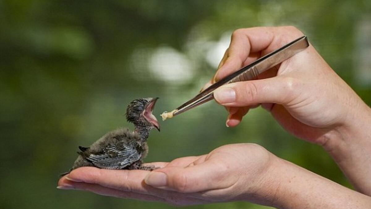 إطعام الطيور: يعتبر إطعامها في فينيسيا جريمة تعاقب عليها السلطات بغرامة مالية تصل إلى 700 دولار بناء على القانون الذي يحضر على السياح إطعام طيور المدينة.