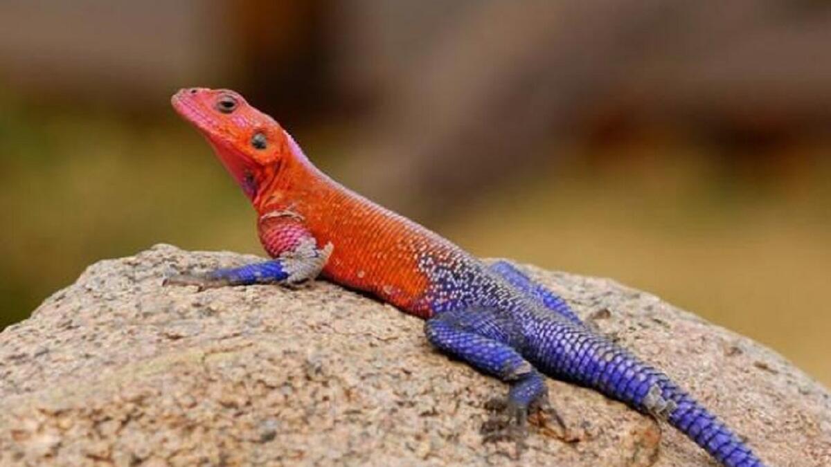 السحالي: تستخدم الخداع في معركتها مع الحيوانات الأخرى، فإذا ما هوجمت من قبل الثعابين فإنها تقطع ذيلها وتتركه يتلوى خلفها مما يشغل الحيوان المفترس ويعطي فرصة للسحلية للهروب والنجاة بنفسها.