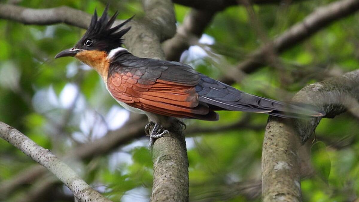 طائر الوقواق: يقوم بوضع بيوضه في أعشاش طيور من نوع آخر لتقوم بإطعام صغارها والاهتمام بها، وتقوم الطيور الصغيرة بتقليد صوت الأم الجديدة لاستثارة عواطفها.
