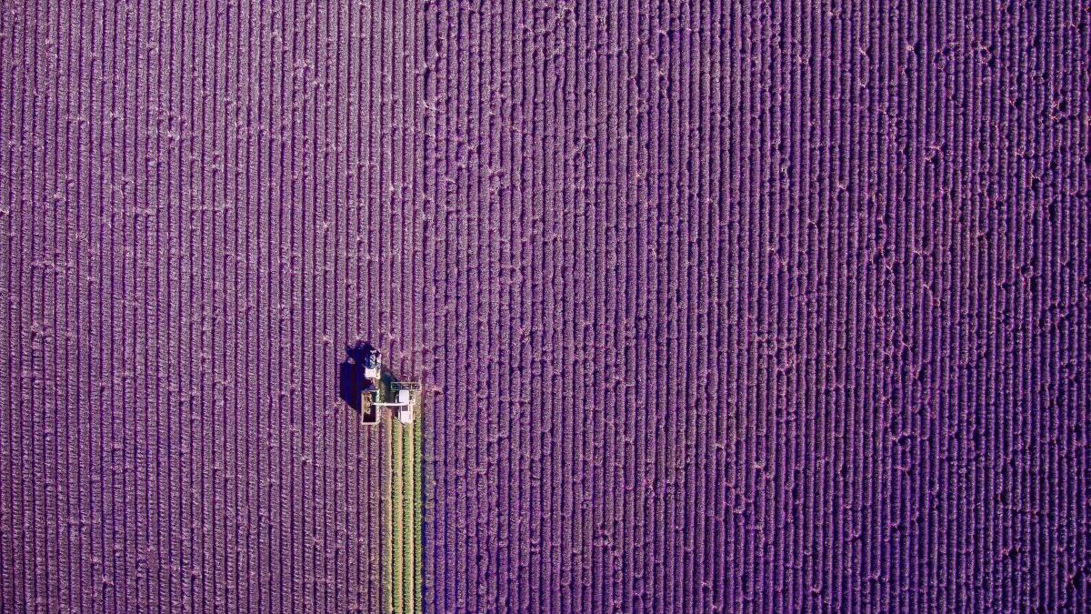 الجائزة الأولى عن فئة الطبيعة صورة بعنوان "Provence, summer trim" " بروفنس/ تقليم الطبيعة" بروفنس منطقة في جنوب شرق فرنسا، التقطت من قبل جكورتيال