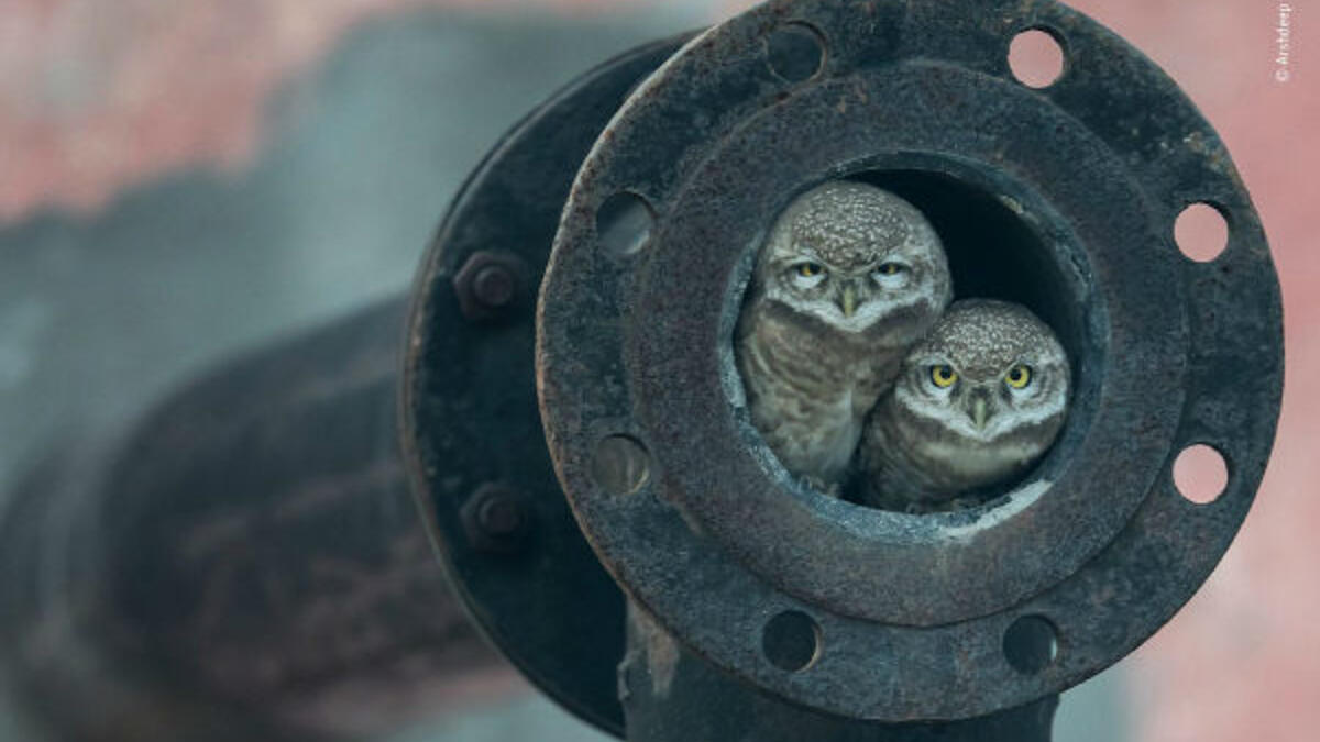 جائزة الفئة العمرية 10 سنوات فما دون: بوم الأنابيب – للمصور "أرشديب سينغ" من الهند.