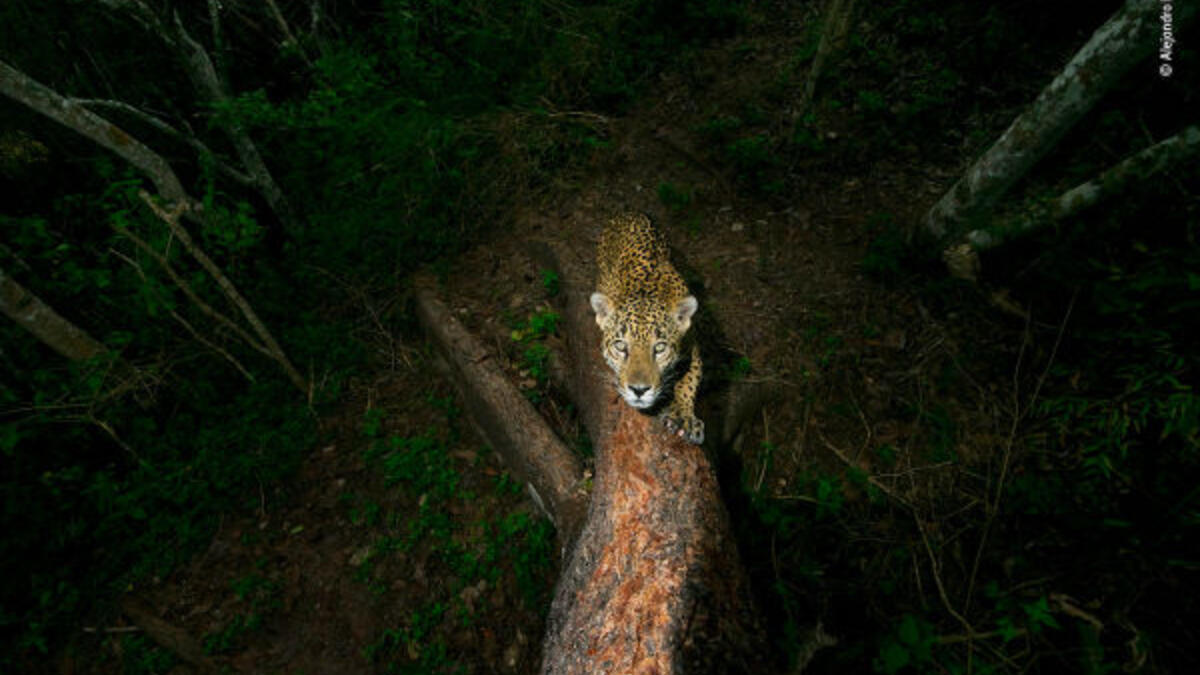 فئة قصة مصورة: "توقيع الشجرة" – للمصور "علياندرو برييتو" من المكسيك.
