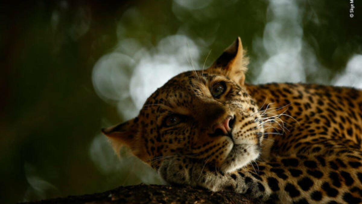 جائزة المصور الشاب: النمر النائم – للمصور "سكاي ميكر" (16 عامًا) من جنوب إفريقيا، التقطت في محمية مشاتا في جمهورية بوتسوانا الإفريقية.