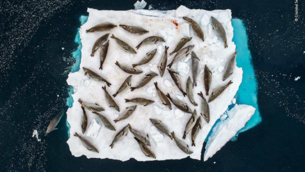 فئة الحيوانات في بيئتهم: سرير الفقمات – للمصور "كريستوبال سيرانو" من إسبانيا.