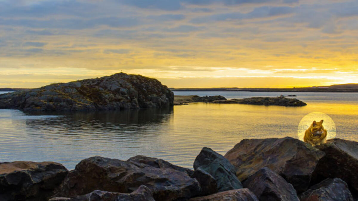 أيسلندا: يُقال أن قطة عملاقة تجوب الريف الثلجي وقت عيد الميلاد، فكان المزارعون يستعينون بالقطة "يول" لتحفيز العمال على العمل- أولئك الذين عملوا بجد سيحصلون على مجموعة جديدة من الملابس، والا سيلتهمهم القط.