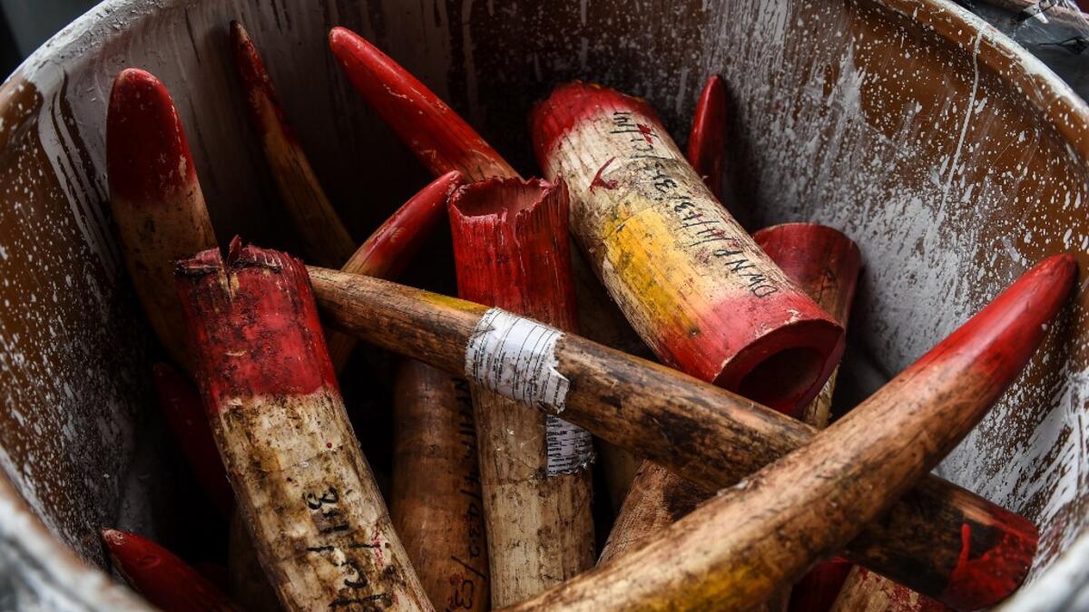 Seized ivory tusks are displayed before being destroyed at the Kualiti Alam Waste Management centre in Port Dickson on April 30, 2019.  Mohd RASFAN / AFP
