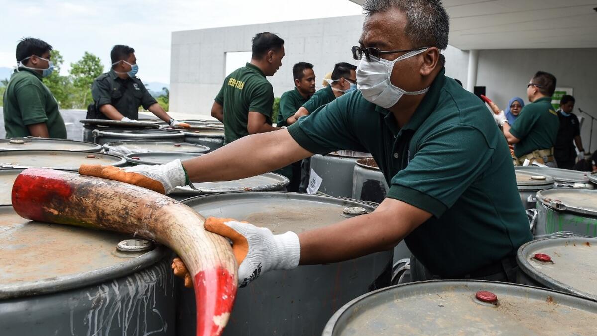 A member of a wildlife personnel team displays a seized ivory tusk before the confiscated ivory was destroyed at the Kualiti Alam Waste Management centre in Port Dickson on April 30, 2019.  Mohd RASFAN / AFP