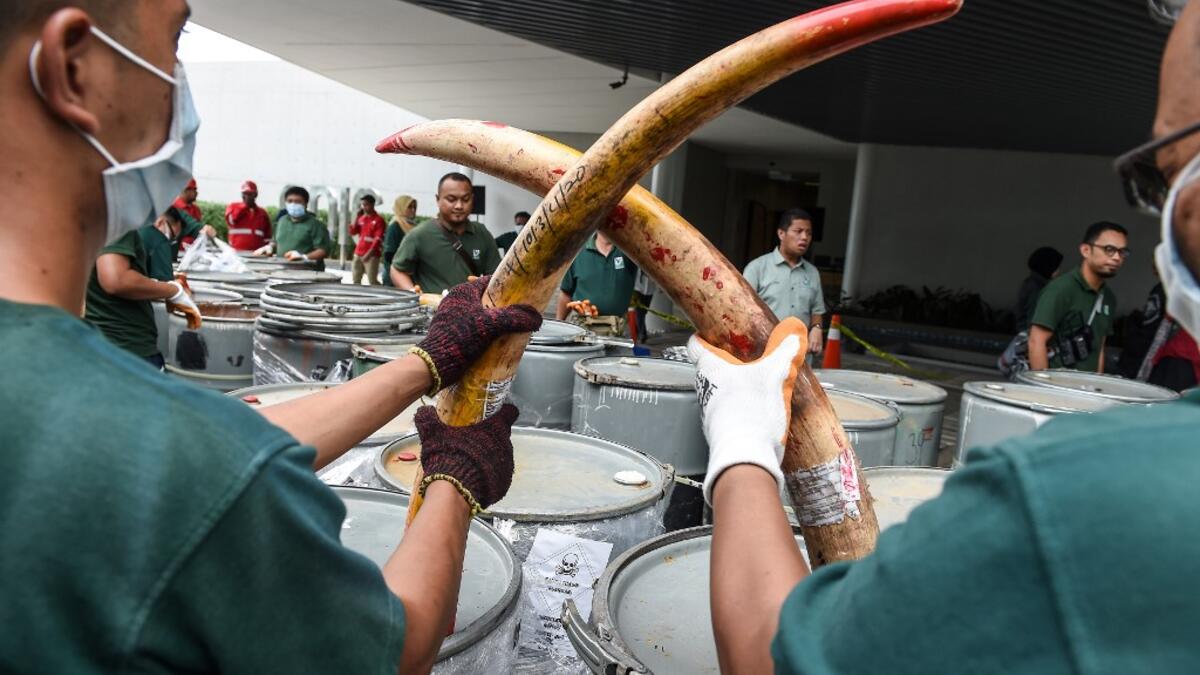 Wildlife personnel display seized ivory tusks before the confiscated ivory was destroyed at the Kualiti Alam Waste Management centre in Port Dickson on April 30, 2019.  Mohd RASFAN / AFP