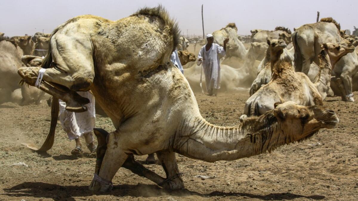 A camel struggles with bondage rope at El-Molih camel market west of the Sudanese capital's twin city of Omdurman  ASHRAF SHAZLY / AFP