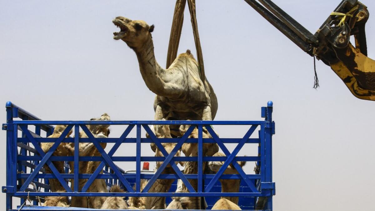 A mobile crane lifts a camel to be loaded into a waiting truck headed to the border with Egypt where the animal was meant to be sold, at El-Molih camel market west of the Sudanese capital's twin city of Omdurman  ASHRAF SHAZLY / AFP