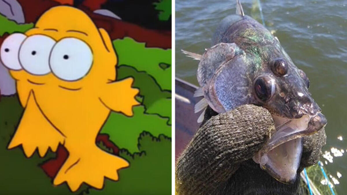 الأسماك ذات العيون الثلاث: في الحلقة الرابعة من الموسم الثاني عام 1990، روى المسلسل ظهور سمكة بثلاثة عيون بالقرب من محطة للطاقة نووية، وهو ما تحقق في 2011 حين عثر العلماء على السمكة بـ3 عيون في الأرجنتين.