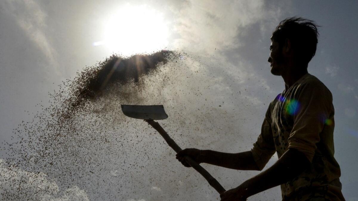 An Indian labourer uses a shovel to separate wheat grains from the husk at a local distribution point on the outskirts of Amritsar on April 30, 2019, on the eve of the International Labour Day celebrated on May 1.  NARINDER NANU / AFP