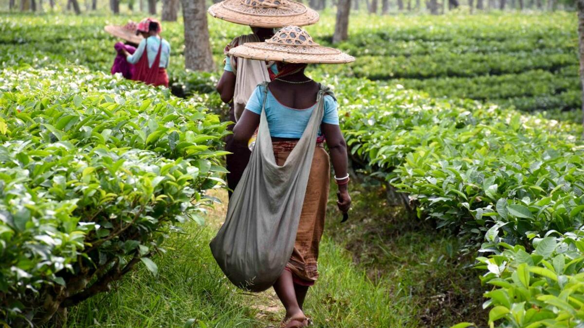 Indian labourers walk as they plucked tea leaves at a plantation in Ghandigram on the outskirts of Agartala on April 30, 2019, on the eve of International Labour Day celebrated on May 1.  STR / AFP