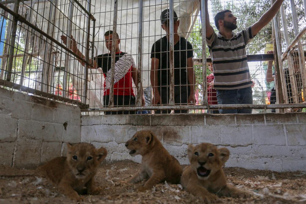 Palestine Reopens Gaza Zoo But Conditions are Just as Bad Al Bawaba