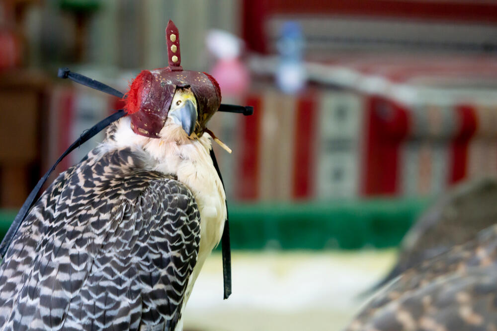 How do Falcons and Poetry Come Together? Al Bawaba