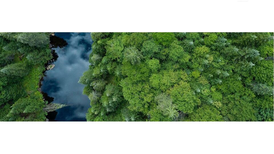 Nestlé Moves Beyond Forest Protection To A Forest Positive Strategy And