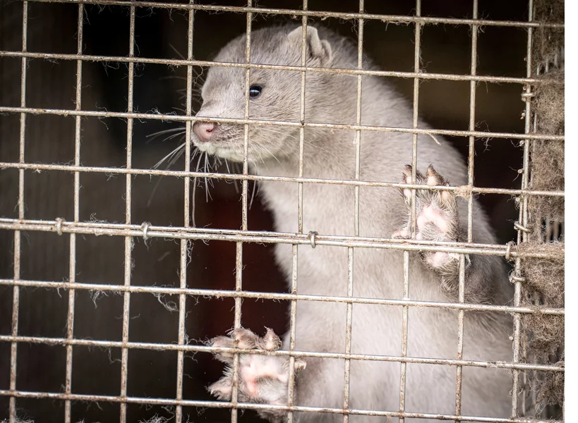 How Do You Get Covid From US Mink? The Story Virals in Michigan Al Bawaba