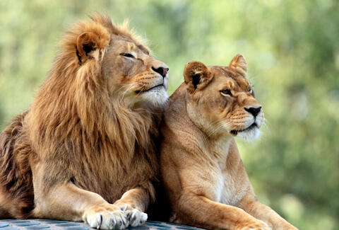 Hilarious Video: Male Lion Gets Rejected by a Lioness