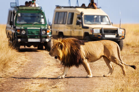 Scared to Death: Cheetah Suddenly Jumps on Safari Jeep's Roof, Plays With Tourist's Hair
