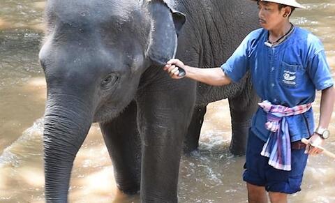 Thailand: Baby Elephants Dragged by Ears, Hit With Bullhooks to Perform for Tourists
