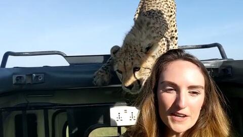 Scared to Death: Cheetah Suddenly Jumps on Safari Jeep's Roof, Plays With Tourist's Hair