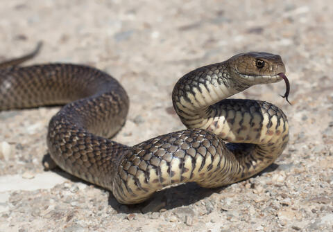 A Snake Runs Out of a Saudi Student's Bag 