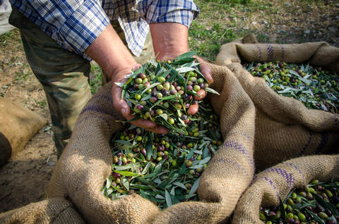 National Olive Festival Kicks off in Jordan