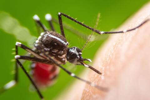 WHO Will Begin Sterilizing Mosquitoes to Control Pest-Born Diseases