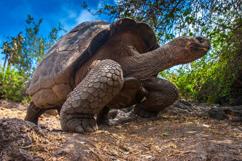 Pacific: Giant Tortoises Have Perfect Memories and Can be Trained 