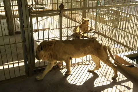 Can Sudan Save its Starved Lions?