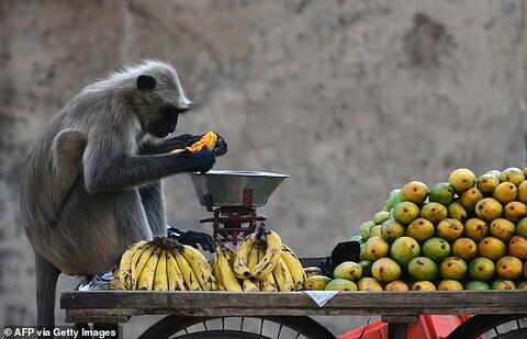 Two Robbers Who Trained Monkeys to Steal Cash From Victims Arrested
