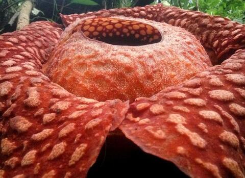 In Tunisia 'Flowers' Are Becoming a Popular Cuisine 