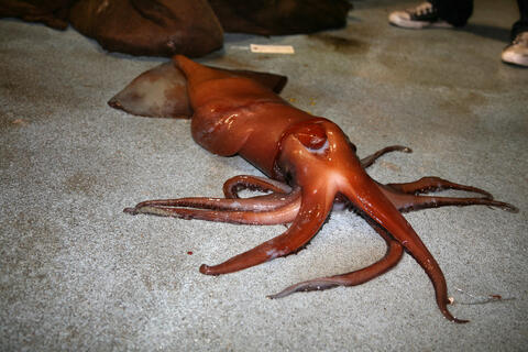 19-Year-Old Fisherman Catches 'Weird, Dinosaur-like Creature' in Norway