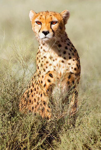 Iran's Oldest National Park Offers Unique Diversity of Plants, Birds and Mammals