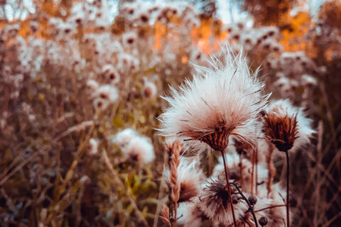 Why Care About Wild Plants? The FairWild Week Gives You The Answer 