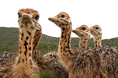 Animals Baby Boom in Palestinian Zoo in West Bank 