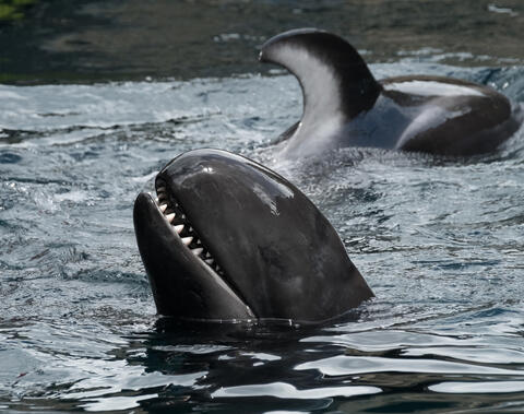 Killer Whales Spotted in Saudi's Red Sea as Divers Call For More Marine Research 