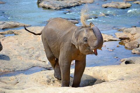 If You Want to See Baby Elephants They Are Booming in Mount Kilimanjaro
