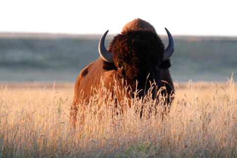 Biodiversity Remains The Answer to Many Human Questions