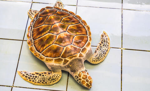 Australian Diplomat Apologizes After Eating an 'Endangered' Turtle in Cambodia