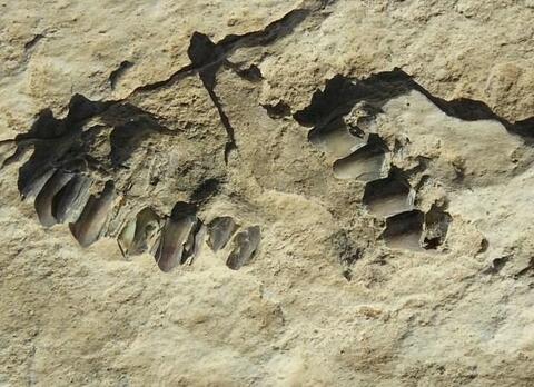 Archaeologists Uncover Earliest Human Footprints Ever Found in the Arabian Peninsula