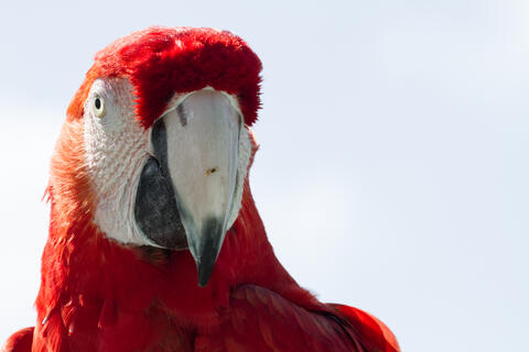 Mummified Parrots Throws Light on Atacama Desert
