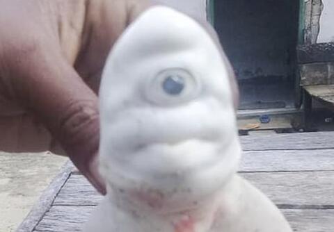Milky-White! Baby Albino Shark With One Eye Found in Indonesia