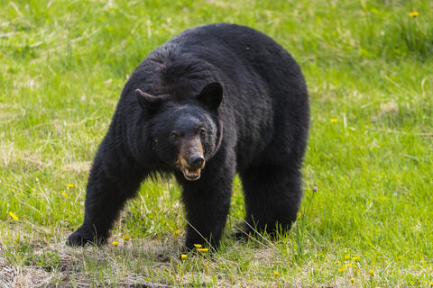 Video: Chinese Trainer Bitten by 440-pound Black Bear After He Stopped it Eating a Sausage Thrown by a Boy