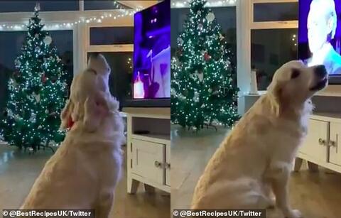 Video: Golden Retriever Becomes as Social Media Celebrity Howling a White Christmas
