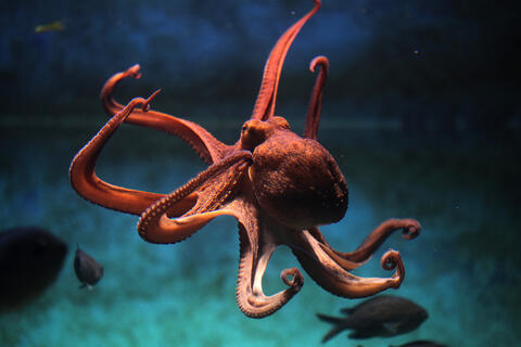 Woman Attacked by Octopus After Trying to Eat it Alive