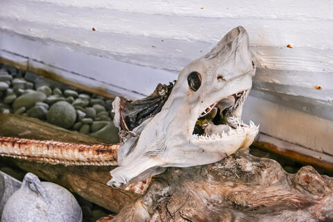 Shark Skeleton That Lived 150 Million Years Ago Found in Bavaria