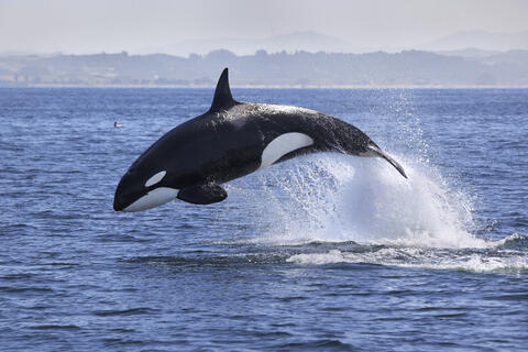 Killer Whales Spotted in Saudi's Red Sea as Divers Call For More Marine Research 