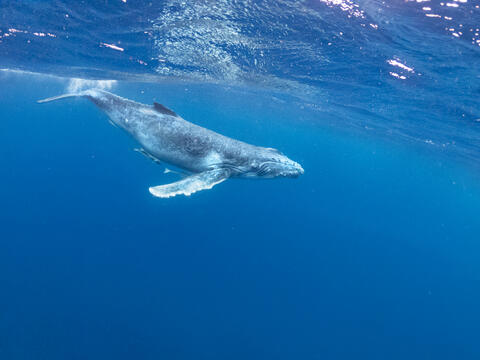 Gulf of Mexico: Whales Make The Sea Blue. Protect The Rice Mammal 